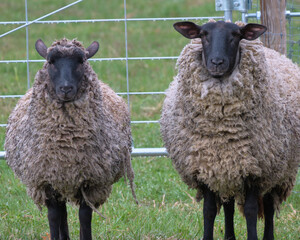 サフォーク種の二頭の羊(Two Suffolk sheep)