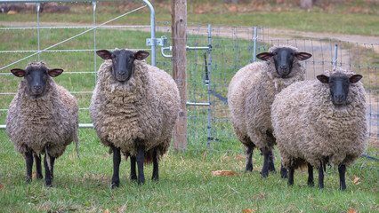 サフォーク種の羊の群れ(Flock of Suffolk sheep)