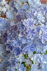 'Mangekyo' or Kaleidoscope Hydrangea from Shimane Prefecture, Japan. The hue in center of the petals becomes gradually lighter toward the periphery, and flowers overlap creating a Kaleidoscope effect