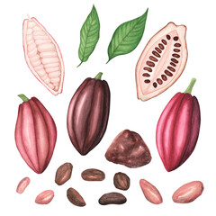 Set ripe brown and red Cocoa pod with beans, leaves, cocoa powder isolated on white background. Watercolor llustration