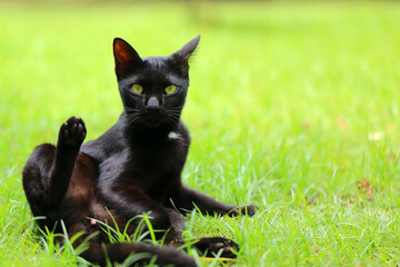 Naklejka na ściany i meble Black cat cleaning itself in strange position in grass field. kitten portrait.
