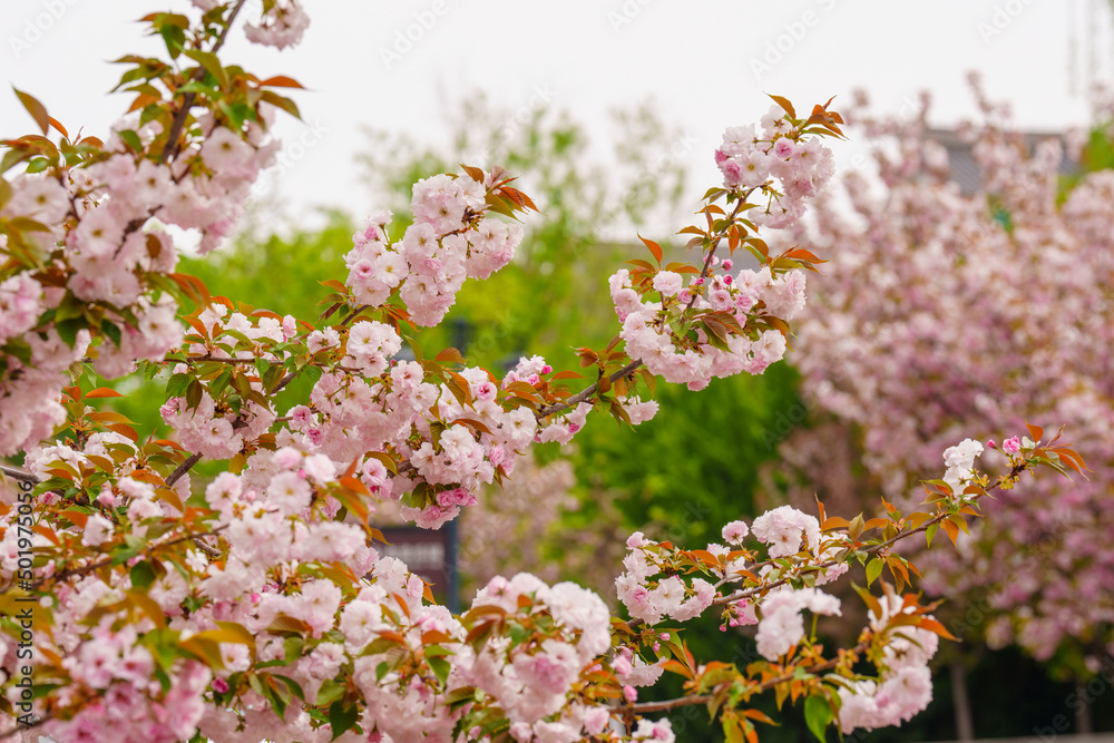 Sticker Pink cherry blossoms blooming in the spring