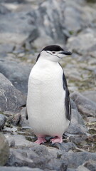Naklejka premium Chinstrap penguin (Pygoscelis antarcticus) on Half Moon Island, Antarctica