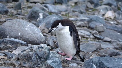 Naklejka premium Chinstrap penguin (Pygoscelis antarcticus) walking on the rocks on Half Moon Island, Antarctica