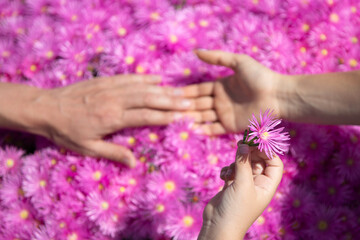 Fototapeta premium Parents and kid hands together at pink asters flowers. Top view. Family day.