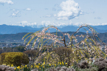佐久平PAの花々の向こうに見える北アルプス連峰の眺望