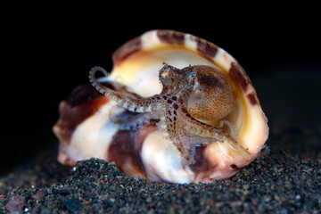A baby Coconut Octopus - Amphioctopus marginatus living in a shell. Underwater macro life of Tulamben, Bali, Indonesia.