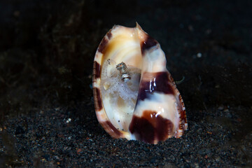 A baby Coconut Octopus - Amphioctopus marginatus living in a shell. Underwater macro life of Tulamben, Bali, Indonesia.