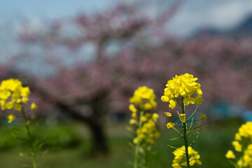 Obraz premium 鮮やかさのピークを越え 受粉も済み おいしい川中島白桃の結実に向かう桃の花と菜の花