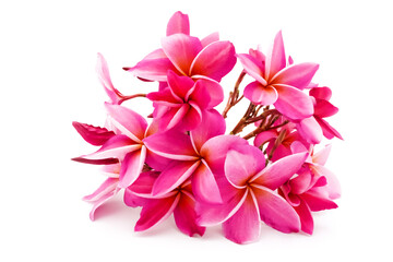 Blossom pink frangipani on white background. 