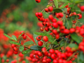 雨に濡れた南天の実