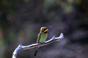 The ultimate enemy of Bees- Rainbow Bee Eater