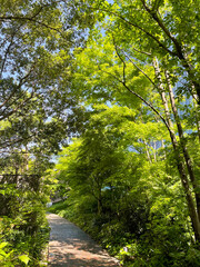 Fototapeta premium Spring time fresh green woods in the center of Tokyo metropolitan