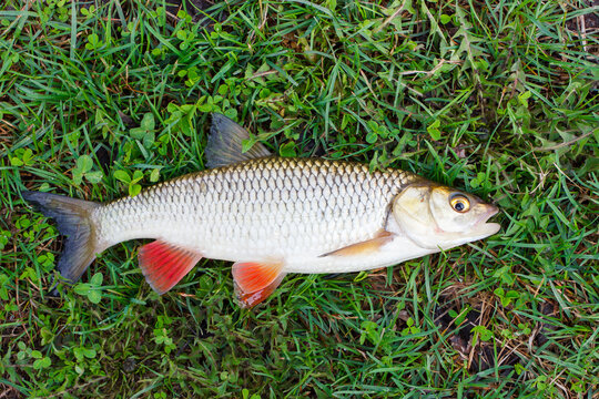 Fresh river fish chub, blured background