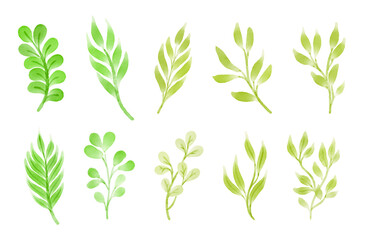 watercolor leaves illustration collection vector set