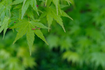 新緑のもみじ