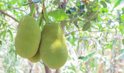 Young jackfruit hanging from the branches.