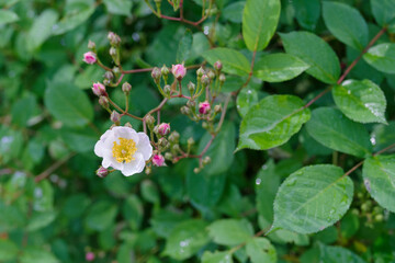 東京、赤坂にある東京ミッドタウンに咲くノイバラ
