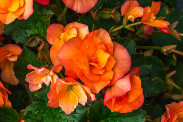 Orange begonia flowers with water drops after rain in the garden. View from above