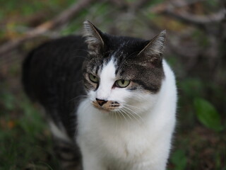 公園の野良猫
