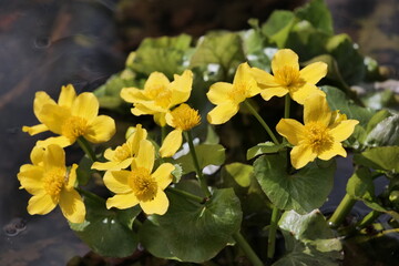 In spring, many aquatic plants bloom in European swamps. For example caltha (Caltha palustris). Warsaw (Poland).