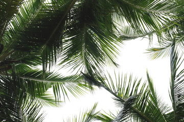 green leaves of coconut trees white background