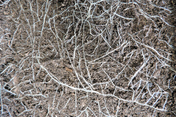 A close-up of a root system in soil