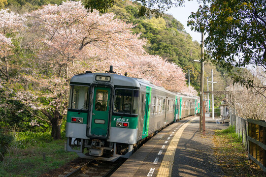 桜咲く牟岐線の阿波赤石駅に停車する1200型普通列車