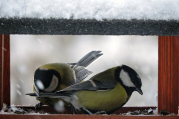 Two great tits inside a wooden bird feeder, some snow on the roof