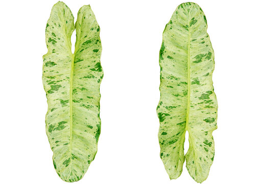 philodendron paraiso verde leaves on white background