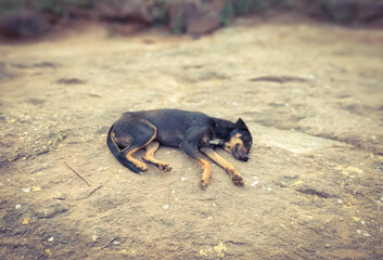 Dog Silently Sleeping On The Mountain