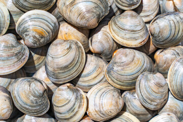 Close-up of Littleneck Clams. Shell background.