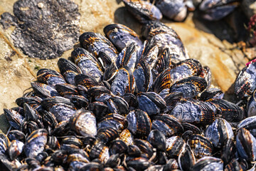 Close-up of wild blue mussels (Mytilus Edulis) on the rocks. 