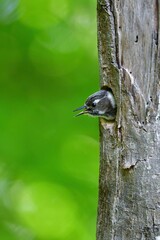 ゴールデンウィークの新緑の公園で子育てに励む身近な小鳥コゲラ