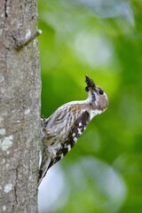 ゴールデンウィークの新緑の公園で子育てに励む身近な小鳥コゲラ