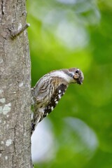 ゴールデンウィークの新緑の公園で子育てに励む身近な小鳥コゲラ
