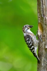 ゴールデンウィークの新緑の公園で子育てに励む身近な小鳥コゲラ