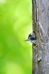 ゴールデンウィークの新緑の公園で子育てに励む身近な小鳥コゲラ