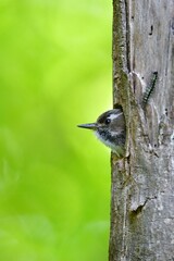 ゴールデンウィークの新緑の公園で子育てに励む身近な小鳥コゲラ