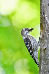 ゴールデンウィークの新緑の公園で子育てに励む身近な小鳥コゲラ