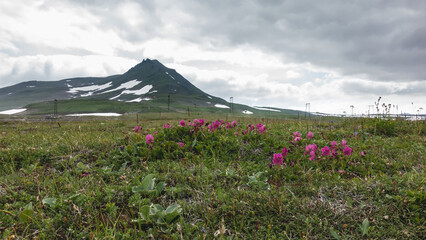 Pink Kamchatka rhododendrons are blooming in an alpine meadow, among green grass. Power line towers...