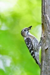 ゴールデンウィークの新緑の公園で子育てに励む身近な小鳥コゲラ