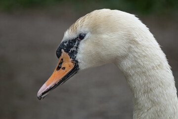 A very close photograph of a mute swan, Cygnus olor, it shows in detail the head and a small part of the neck only