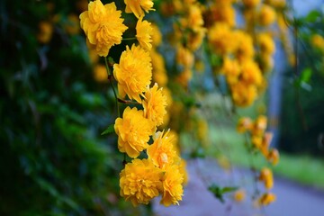 春に鮮やかな黄色の花をたわわにつける美しいヤマブキ
