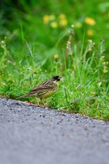 春の草原で餌を探す高原の野鳥、黄色が美しいアオジ