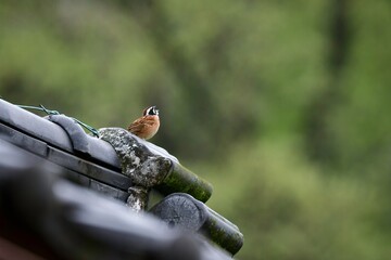 春の里山で高らかに美しいさえずりを聞かせる身近な野鳥ホオジロ