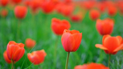 Kwiat czerwony tulipan na rozmytym tle. 