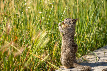 Naklejka na ściany i meble California Ground Squirrel (Spermophilus beecheyi) stands on its hind legs and eats grass.
