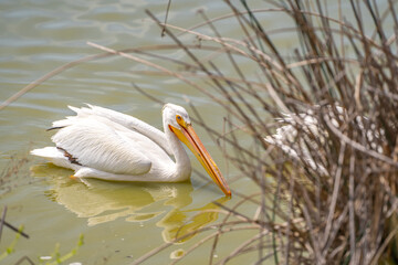 Pelican fishing in the lake. Wildlife photography.