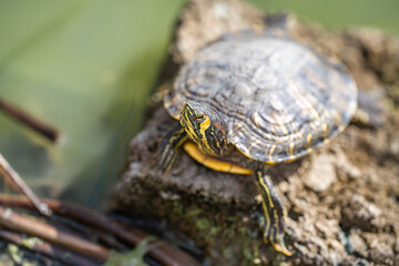 Red-eared turtle (Trachemys scripta elegans) resting on a stone in the lake.